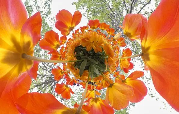 Leaves, light, trees, flowers, branches, Park, stems, bright