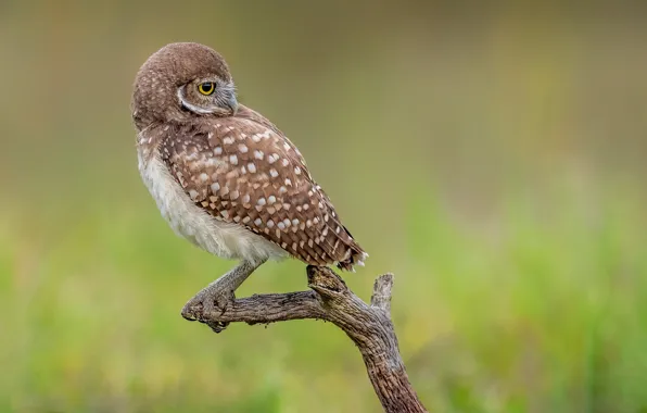 Bird, branch, burrowing owl, rabbit owl