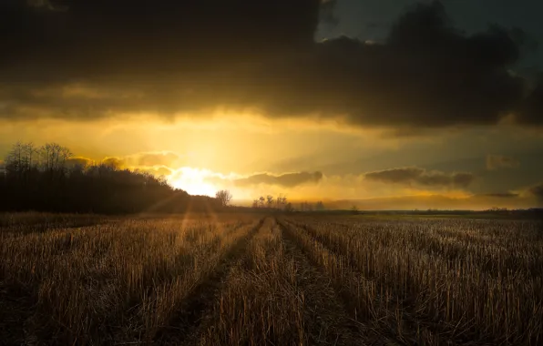 Field, forest, the sun, sunset, ears, stubble