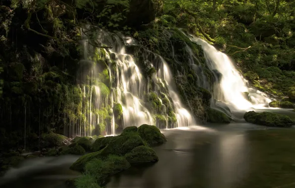 Picture greens, forest, summer, water, light, landscape, branches, nature
