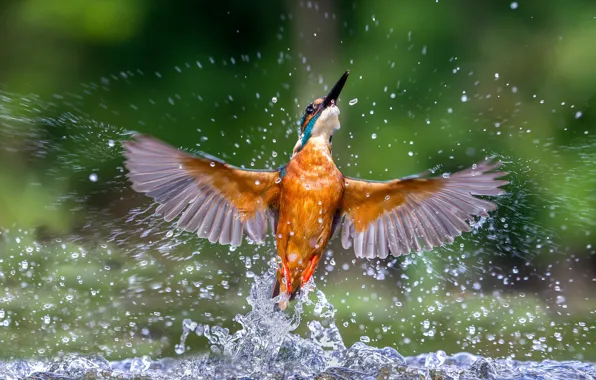 Water, squirt, wings, Kingfisher, kingfisher