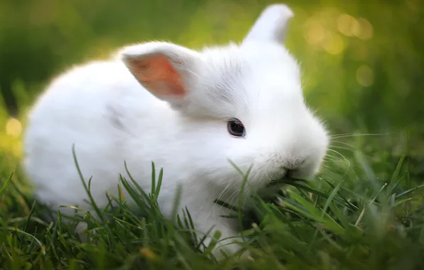 Greens, grass, blur, rabbit