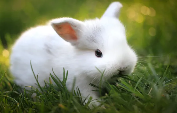 Picture greens, grass, blur, rabbit
