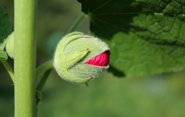 Flowers, Bud, mallow