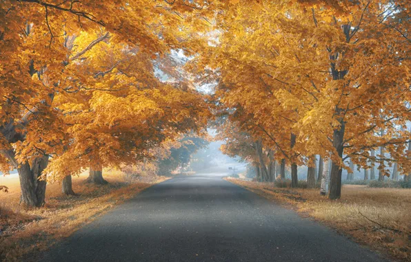 Road, autumn, trees, fog