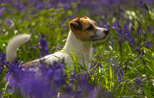 Picture greens, summer, grass, look, face, light, flowers, glade