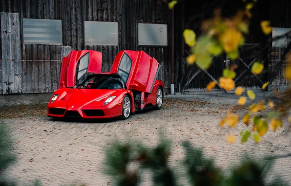 Red, Enzo, Autumn, Leaves