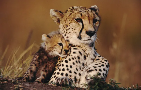 Picture animals, Savana, cheetahs