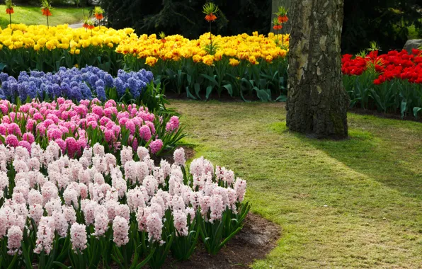 Picture yellow, trees, beauty, Park, garden, spring, bright, lilac