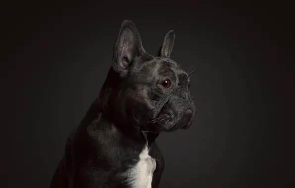 Picture rendering, dog, art, Oscar the French Bulldog, Johan Leuf