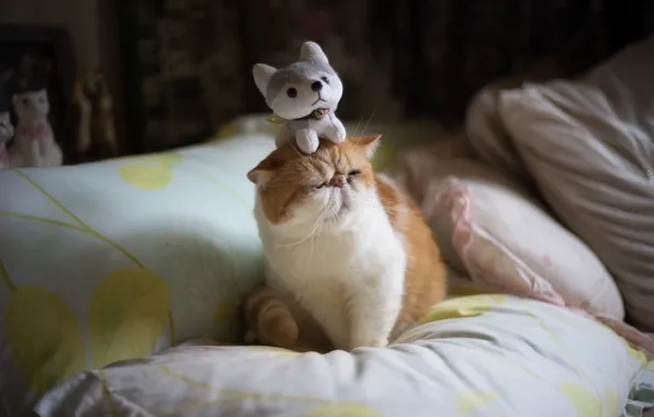 Cat, cat, room, toy, humor, pillow, pers, muzzle