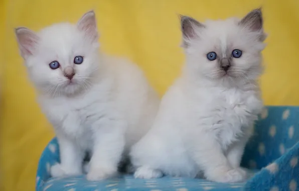 Look, kitty, kittens, white, kitty, kids, a couple, Duo