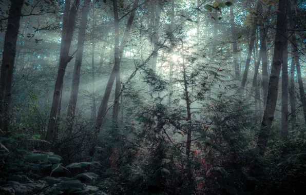 Forest, trees, nature