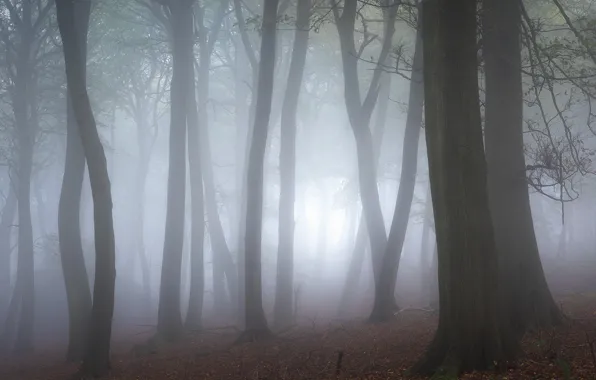 Picture autumn, forest, trees, fog, morning, trunk