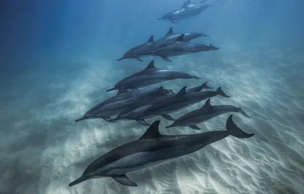 Sea, water, the bottom, pack, dolphins, underwater world, under water, a lot
