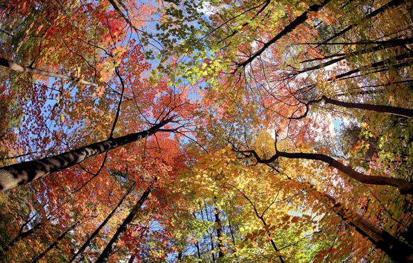 Picture autumn, the sky, leaves, trees