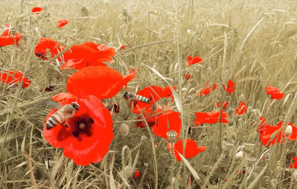 Field, flowers, bee, Maki, petals, insect
