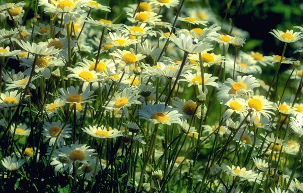Picture field, summer, macro, flowers, nature, chamomile