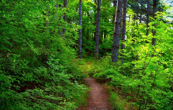 Picture Greens, Nature, Path, Forest, Nature, Summer, Forest
