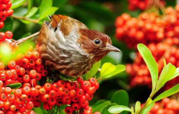 Branches, berries, bird