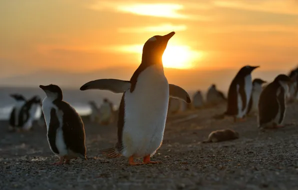 Light, sunset, birds, pose, pack, penguins