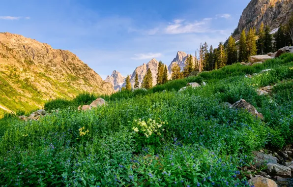 Mountains, Meadow, Slope