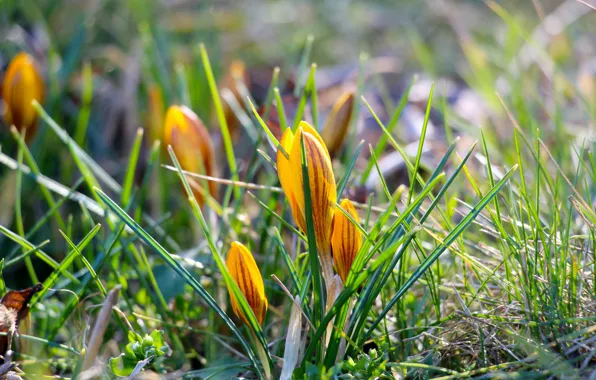 Greens, grass, flowers, glade, spring, yellow, crocuses, buds