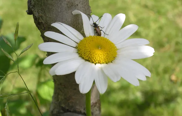 Flower, summer, the sun, macro, flowers, beetle, Daisy