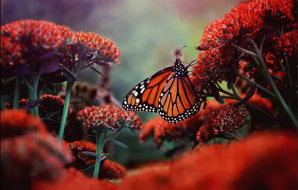 Flowers, butterfly, insect
