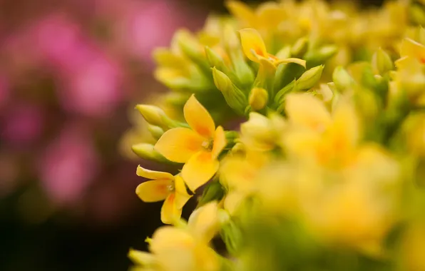 Picture macro, flowers, focus, yellow, pink, Kalanchoe