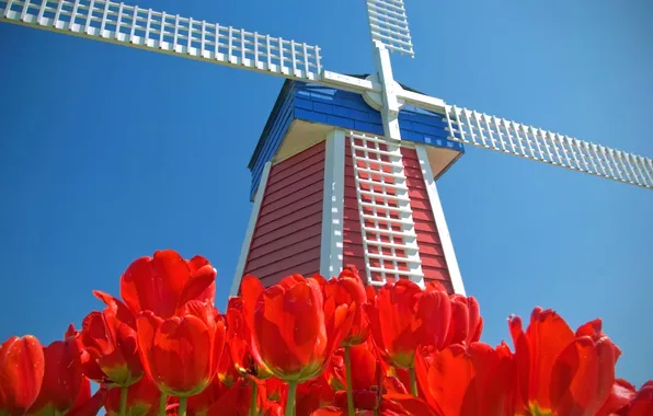 Picture the sky, flowers, tulips, Netherlands, windmill