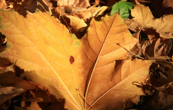 Picture autumn, leaves, yellow