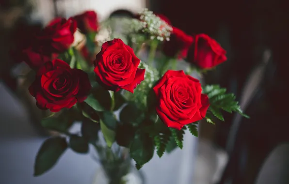 Flowers, red, roses, petals