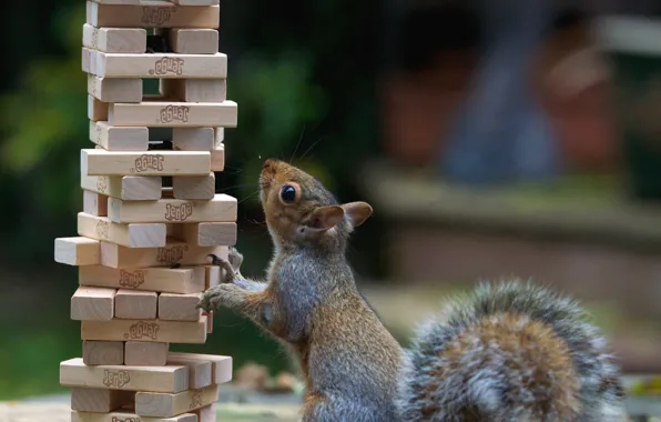 Picture look, grey, background, cubes, protein, wooden, stack, stand