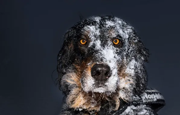 Look, snow, each, dog