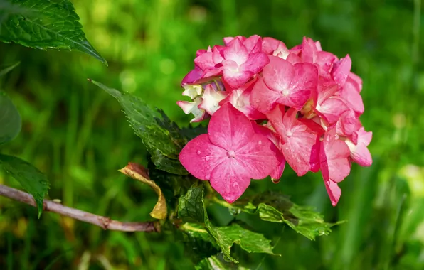 Greens, summer, grass, leaves, flowers, branches, pink, green background