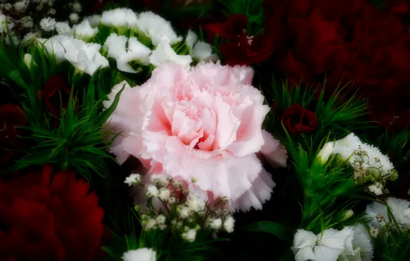 Flowers, bouquet, red, pink, carnation, clove