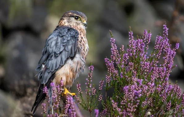 Bird, Falcon, Heather, Jack Russell