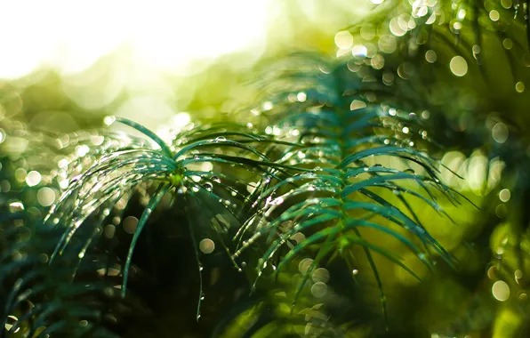 Summer, grass, drops, macro, rain