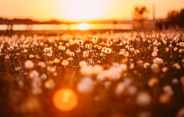 Picture field, summer, light, dandelions