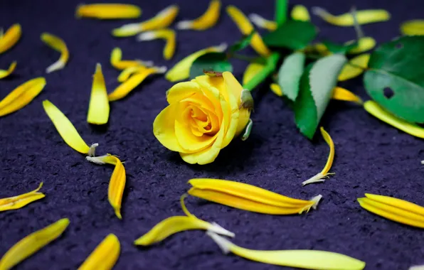 Flowers, rose, roses, yellow, petals, purple background