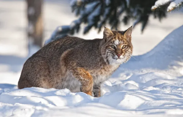 Picture winter, snow, lynx