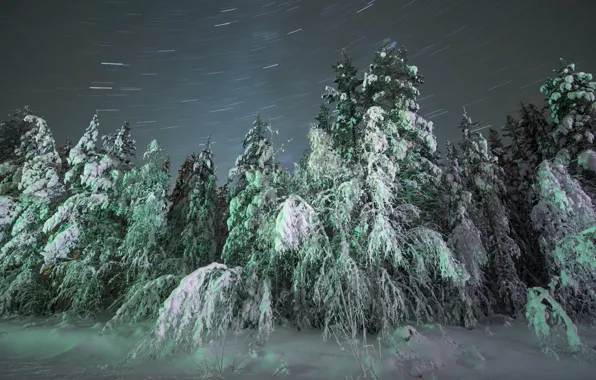 Winter, snow, night, nature, Blizzard