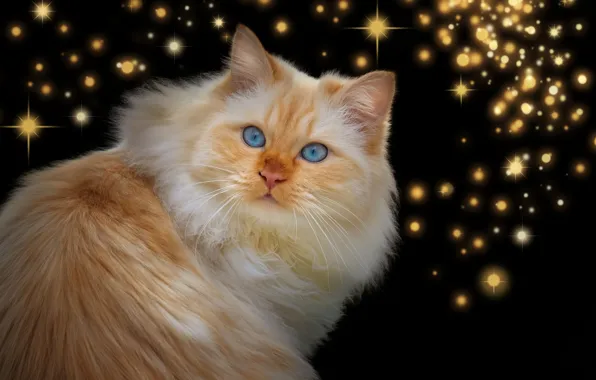 Picture cat, look, red, stars, the dark background