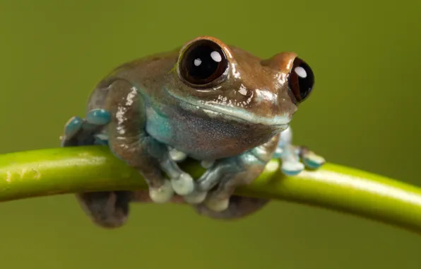Macro, nature, model, frog, stem, beauty, green background, fauna