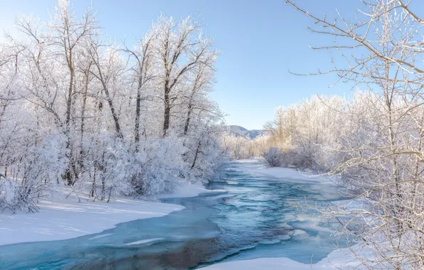 Picture winter, frost, forest, the sky, snow, trees, branches, nature