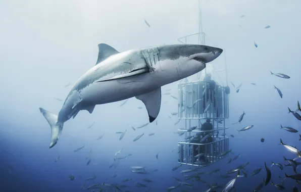 Sea, people, shark, shooting, underwater world, divers