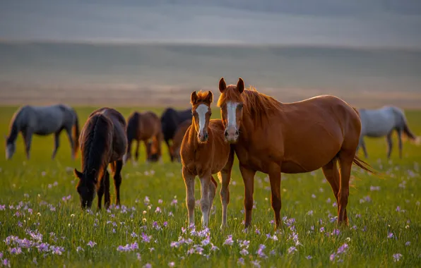 Flowers, horses, horse, meadow, foal, Alexander Makeev