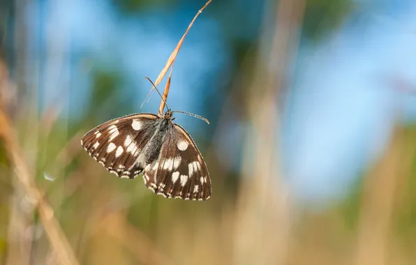 Picture butterfly, wings, stem, bokeh