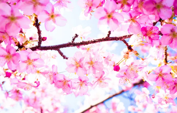 Tree, branch, spring, Sakura, flowering